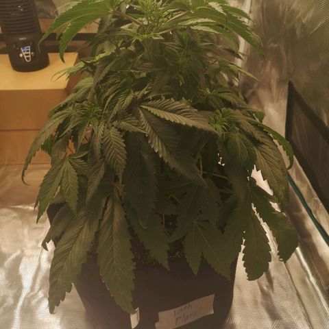10th Planet growlog timeline photo