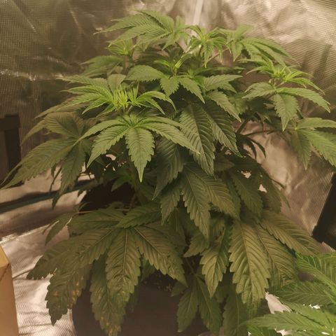 O. K. C growlog timeline photo