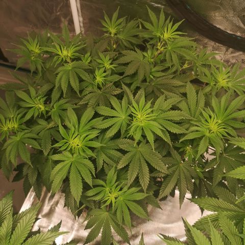 Grandaddy black growlog timeline photo