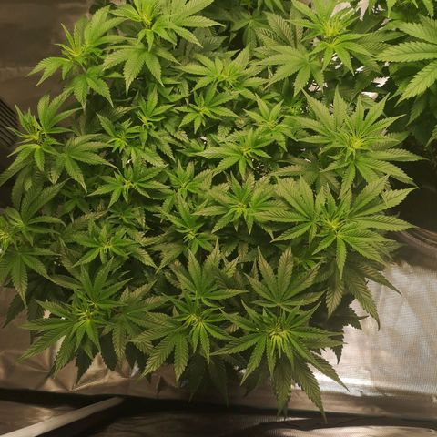Northern Lights #5 growlog timeline photo