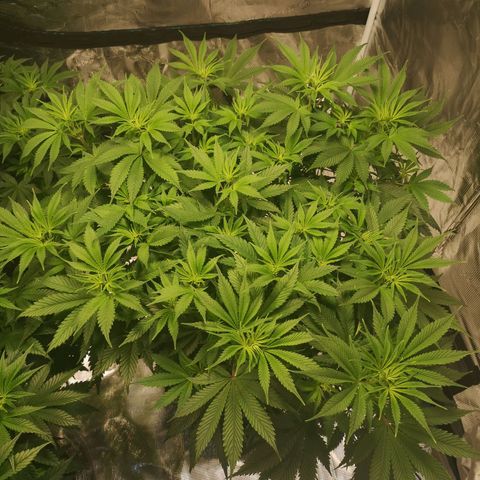 Cheese growlog timeline photo