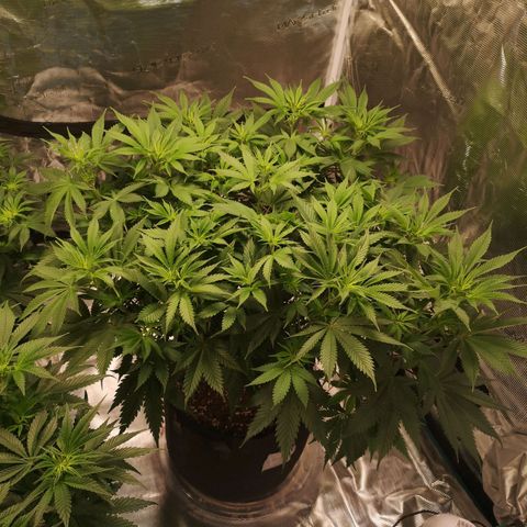 Cheese growlog timeline photo