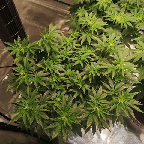 Northern Lights #5 growlog timeline photo