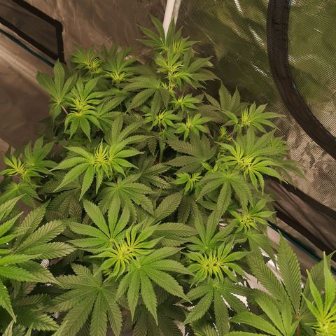 Grandaddy black growlog timeline photo