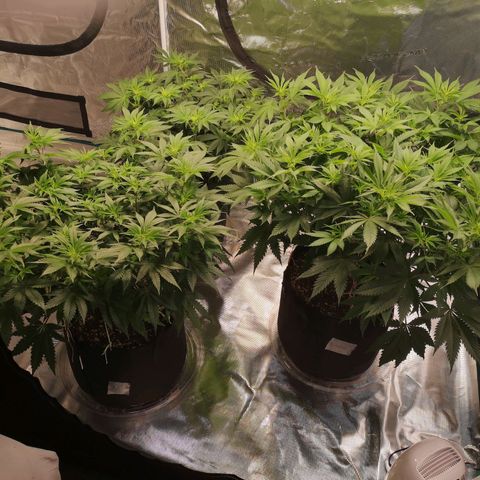 Cheese growlog timeline photo