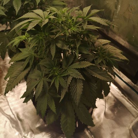 10th Planet growlog timeline photo