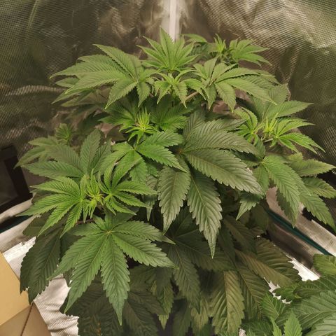 O. K. C growlog timeline photo