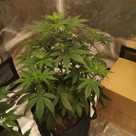 Europa Auto growlog timeline photo