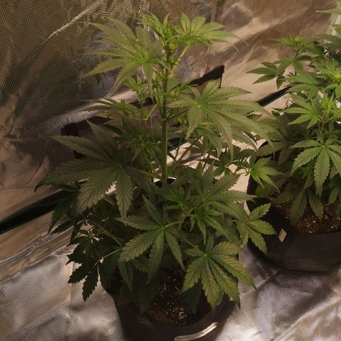 Banana hammock auto  growlog timeline photo