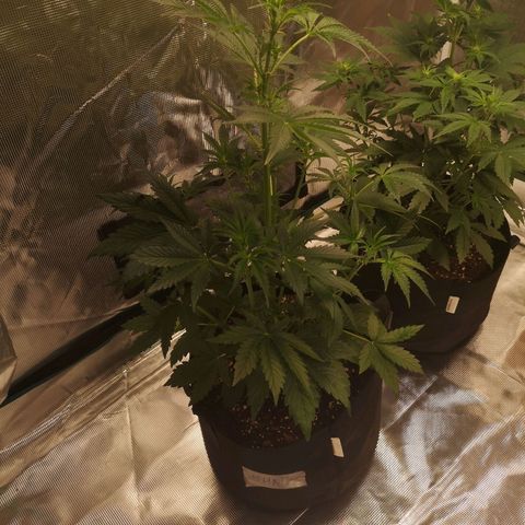 Banana hammock auto  growlog timeline photo