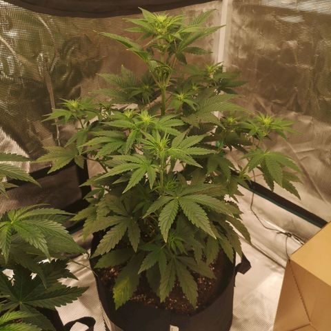 Europa Auto growlog timeline photo