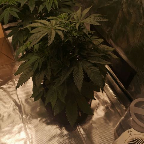 10th Planet growlog timeline photo