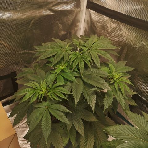 O. K. C growlog timeline photo