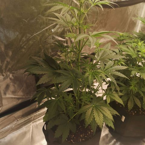 Banana hammock auto  growlog timeline photo