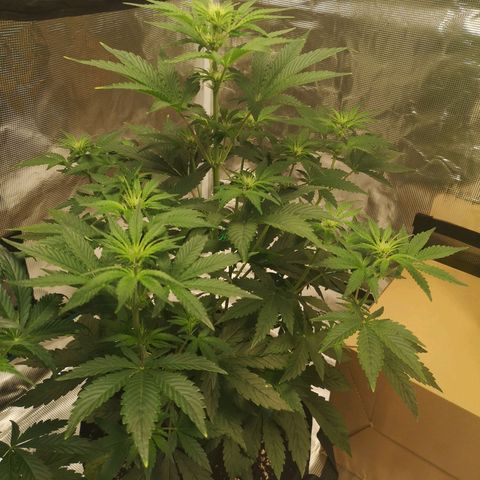 Europa Auto growlog timeline photo