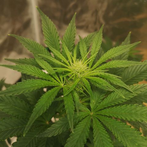 Europa Auto growlog timeline photo