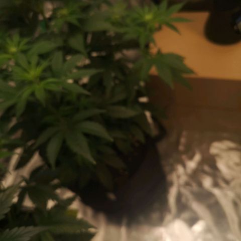 10th Planet growlog timeline photo