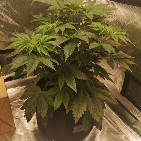 O. K. C growlog timeline photo