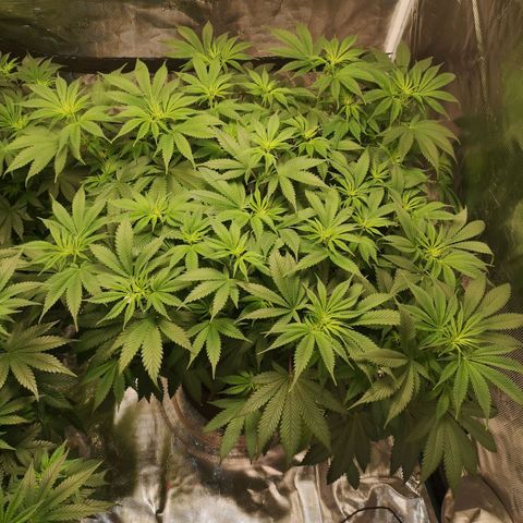 Cheese growlog timeline photo