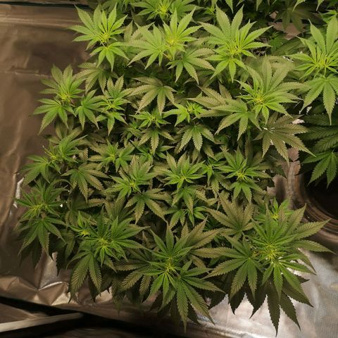 Northern Lights #5 growlog timeline photo