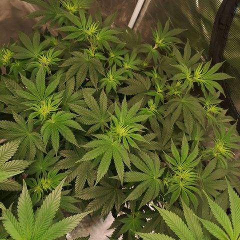 Grandaddy black growlog timeline photo