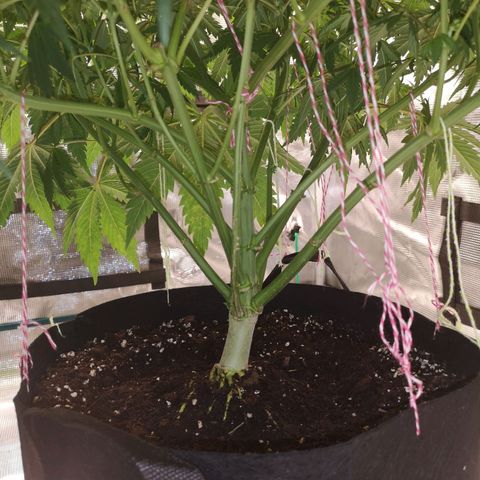 Cheese growlog timeline photo
