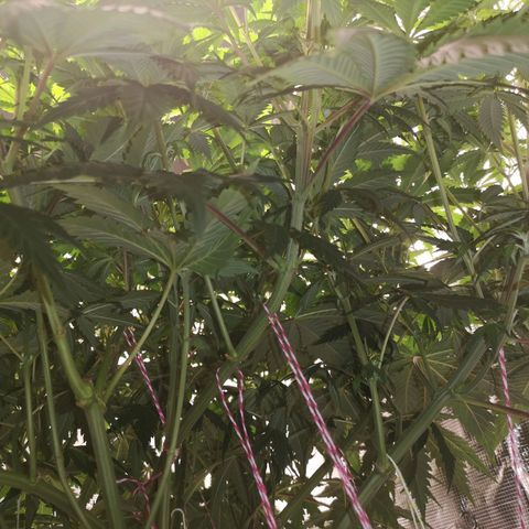 Cheese growlog timeline photo
