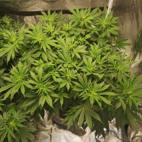 Cheese growlog timeline photo