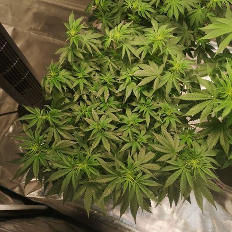 Northern Lights #5 growlog timeline photo