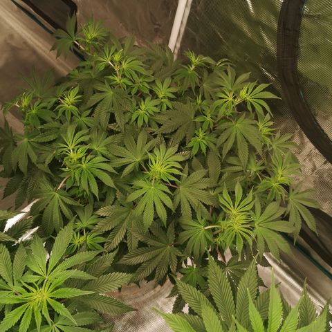 Grandaddy black growlog timeline photo
