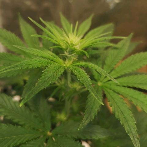 Europa Auto growlog timeline photo