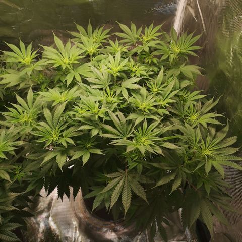 Cheese growlog timeline photo