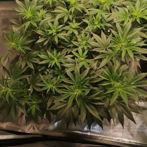 Northern Lights #5 growlog timeline photo