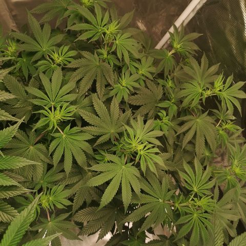 Grandaddy black growlog timeline photo
