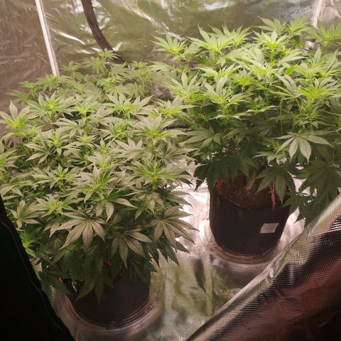 Cheese growlog timeline photo