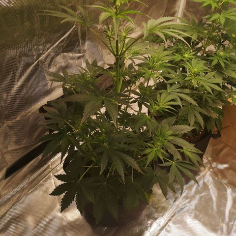 Banana hammock auto  growlog timeline photo