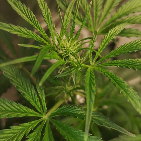 Banana hammock auto  growlog timeline photo