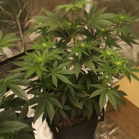 Europa Auto growlog timeline photo