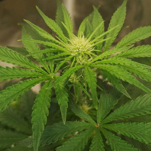 Europa Auto growlog timeline photo