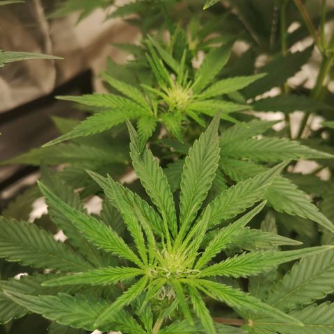 Europa Auto growlog timeline photo