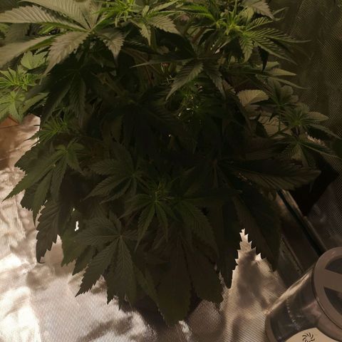 10th Planet growlog timeline photo