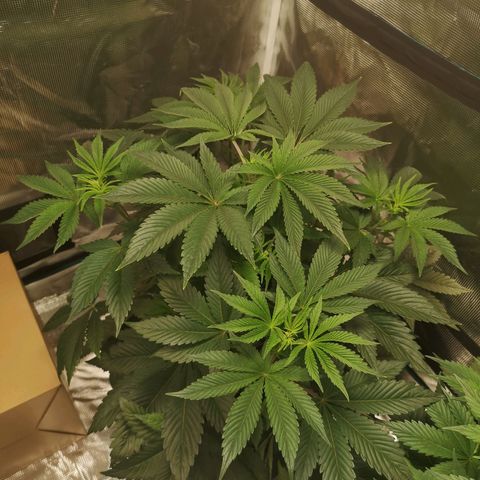 O. K. C growlog timeline photo