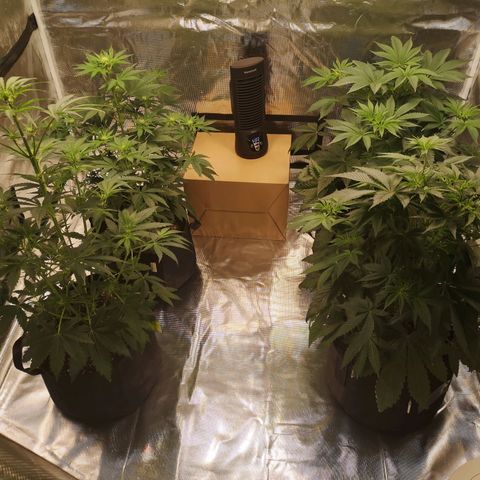 Europa Auto growlog timeline photo