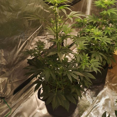 Banana hammock auto  growlog timeline photo