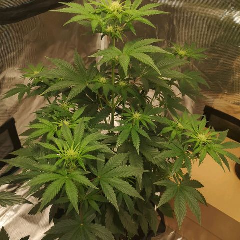 Europa Auto growlog timeline photo