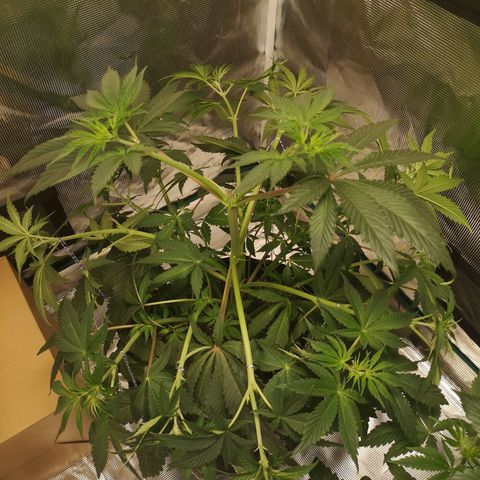 10th Planet growlog timeline photo