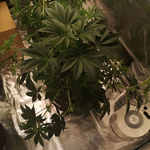 O. K. C growlog timeline photo