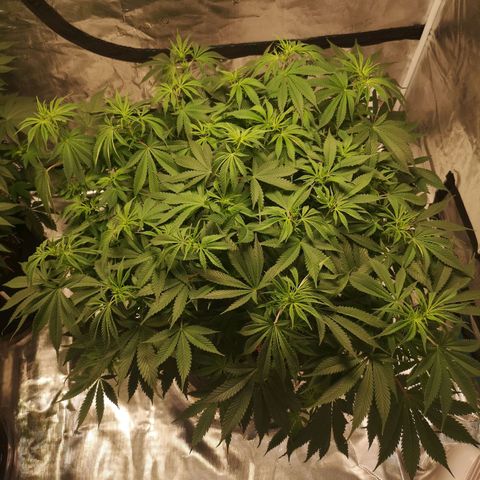 Cheese growlog timeline photo