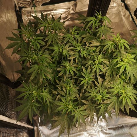 Northern Lights #5 growlog timeline photo