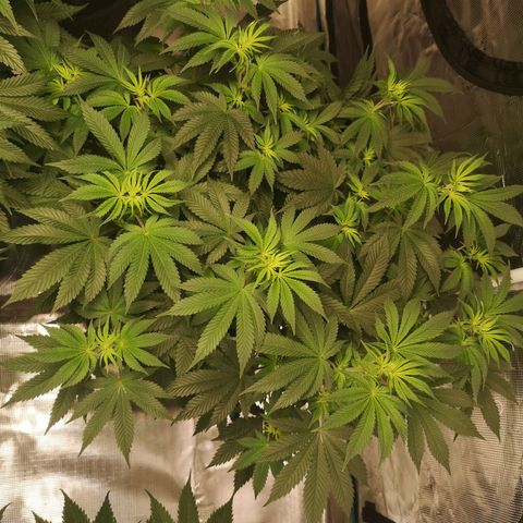 Grandaddy black growlog timeline photo